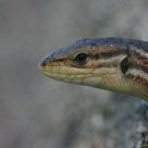 Lagartixa ibérica (gecko)